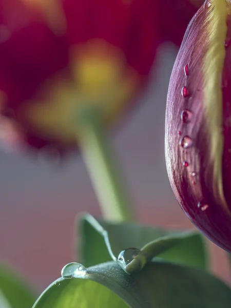 Tulipán je květiny v rodu tulipa — Stock fotografie