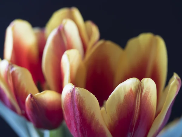 Тюльпан є квіти в tulipa рід — стокове фото