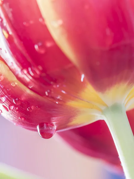 Tulpanen är blommor i släktet Tulipa — Stockfoto