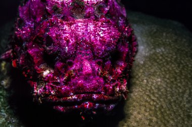 Synanceia verrucosa,reef stonefish clipart