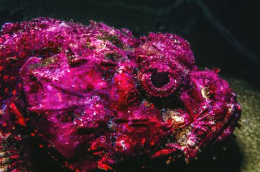 Synanceia Verrucosa, resif kaya balığı