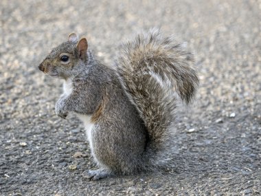 Sciurus carolinensis, ortak ad Doğu 