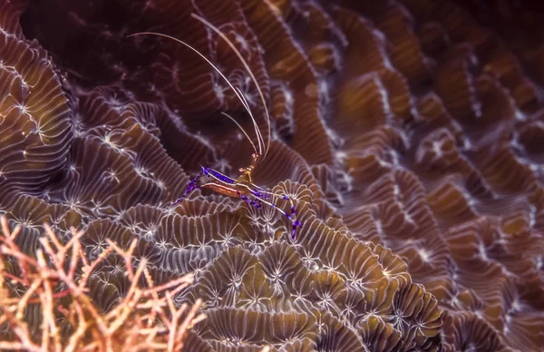 Ancylomenes pedersoni,Pederson's shrimp — Stock Photo, Image