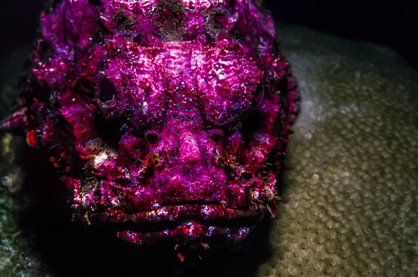 Synanceia verrucosa, pez piedra de arrecife — Foto de Stock