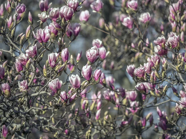 Magnolia soulangeana (piattino magnolia) albero — Foto Stock