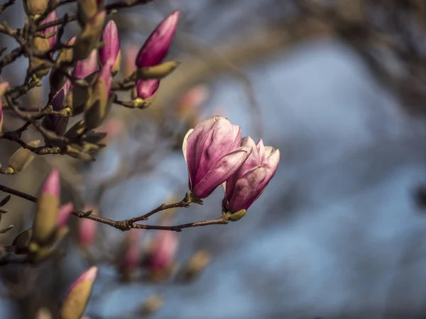 Hojas de otoño en la acera — Foto de Stock