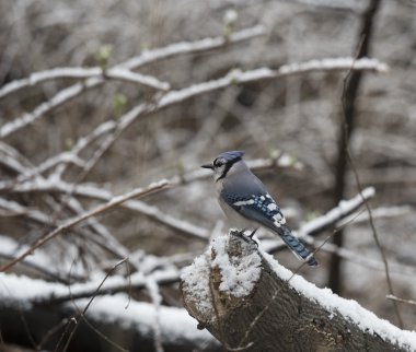 Mavi jay, Cyanocitta cristata 