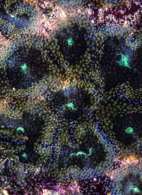 Sualtı mercan resifi Anemone, corallmorph