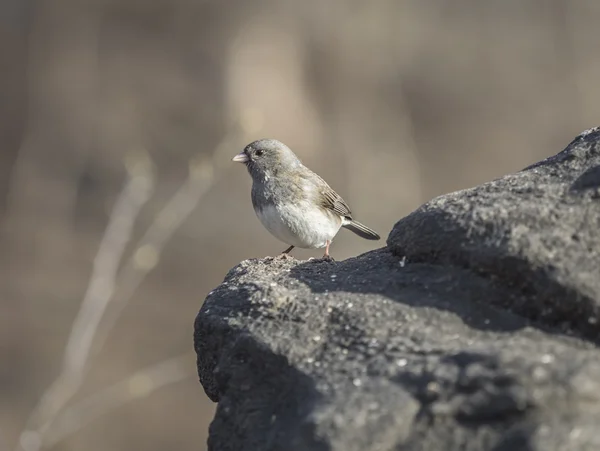 Dark-eyed junco,Junco hyemalis — Stock Photo, Image