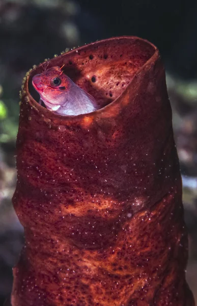 Ophioblennius atlanticus, Redup Blenny —  Fotos de Stock