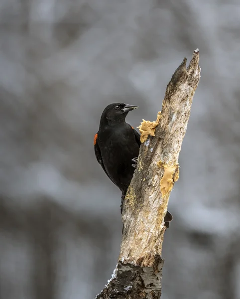 Red - skrzydlaty blackbird, Agelaius phoeniceus — Zdjęcie stockowe