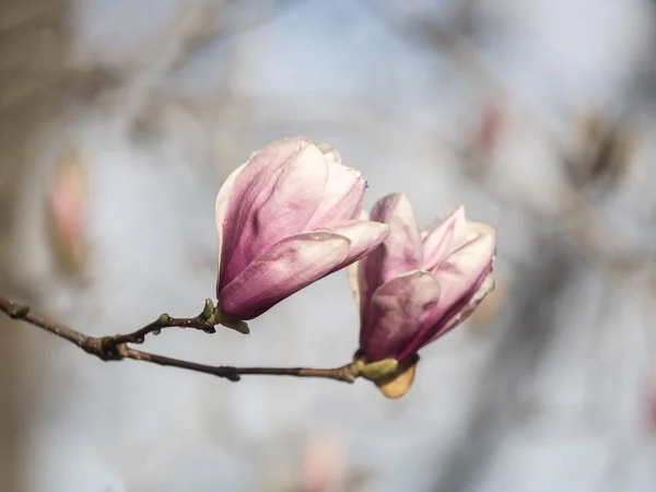 Magnolia soulangeana, magnolia talerzyk ze śniegu — Zdjęcie stockowe