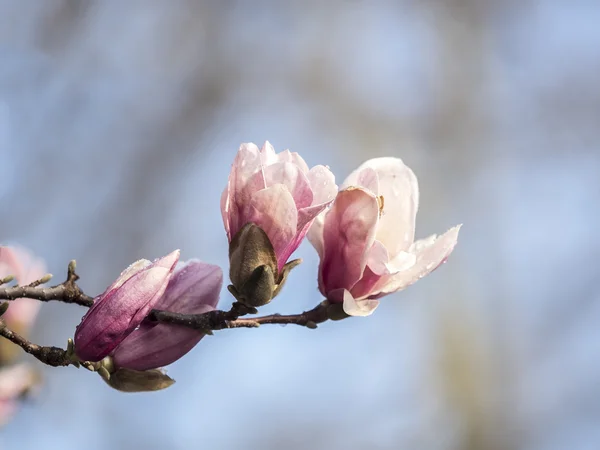 Magnolia soulangeana, piattino magnolia con neve — Foto Stock