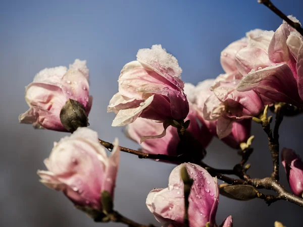 Magnolia soulangeana,saucer magnolia with snow — Stock Photo, Image