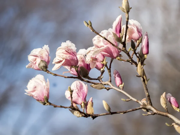 Magnolia soulangeana, piattino magnolia con neve — Foto Stock