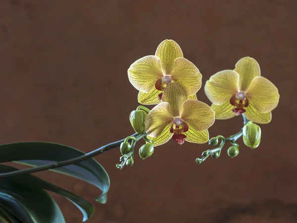 Phalaenopsis orkidé studio miljö — Stockfoto