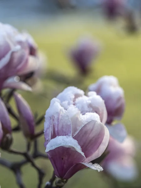 Magnolia soulangeana, блюдце магнолия со снегом — стоковое фото