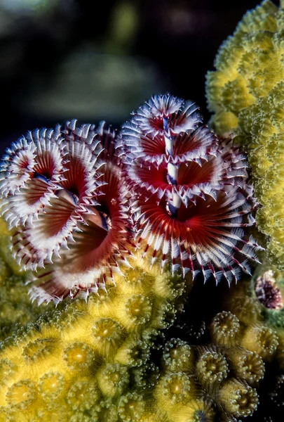 Spirobranchus Giganteus, Noel ağacı solucanları. — Stok fotoğraf