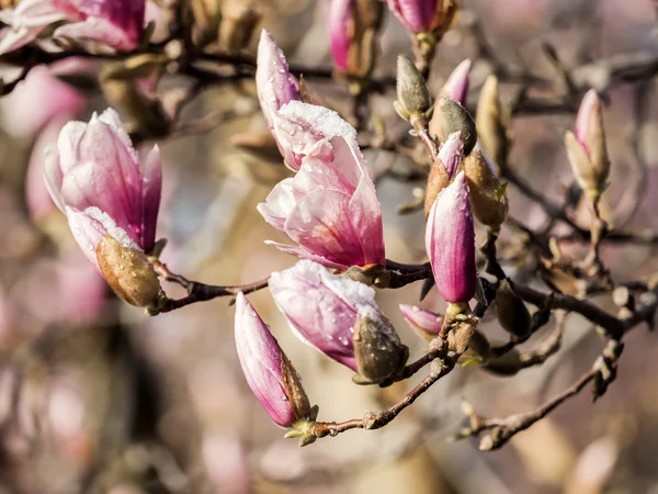 Magnolia soulangeana, piattino magnolia con neve — Foto Stock