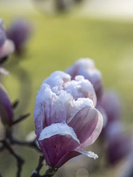 Magnolia soulangeana, блюдце магнолия со снегом — стоковое фото