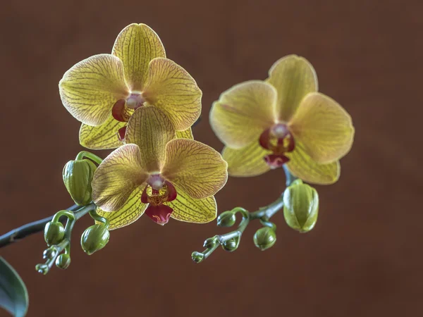 Phalaenopsis orchideje studio záběr — Stock fotografie