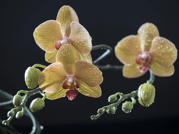 Phalaenopsis orchideje studio záběr — Stock fotografie