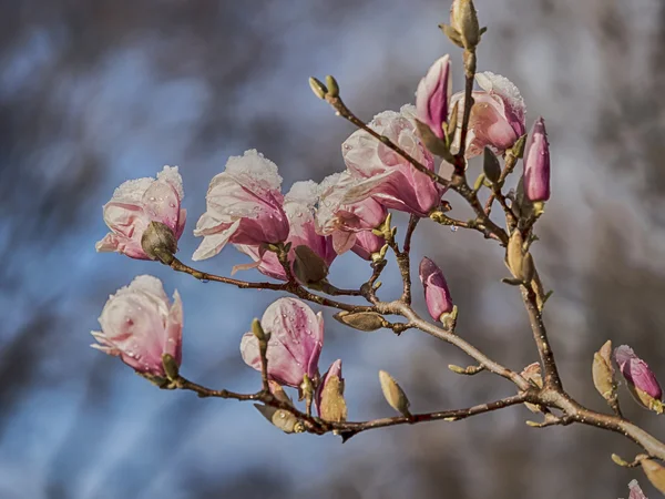 Magnolia soulangeana, блюдце магнолия со снегом — стоковое фото