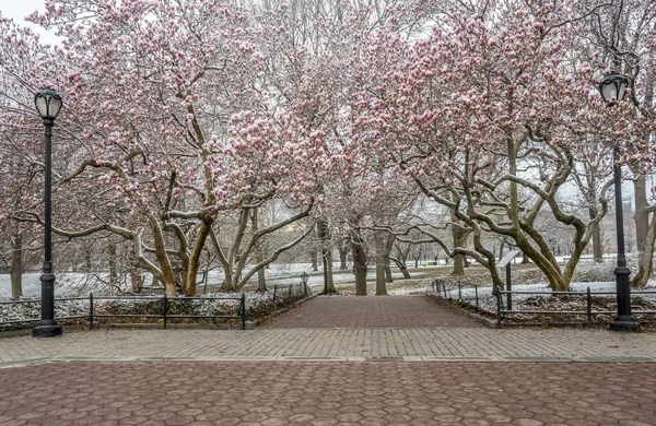 Central Park, New York City — Stockfoto