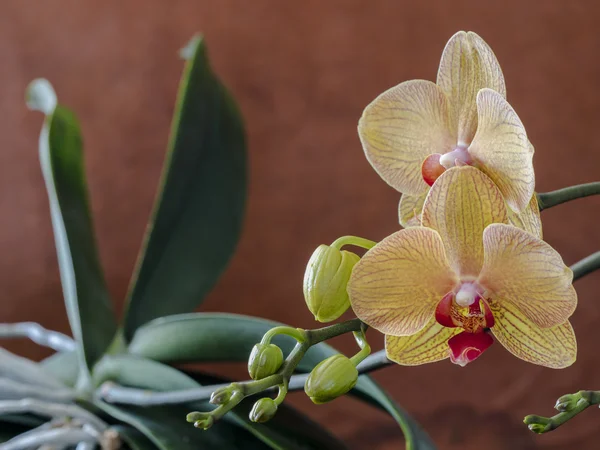 Phalaenopsis tiro estúdio de orquídea — Fotografia de Stock