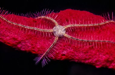 Kırmızı sünger Star'da şekeri