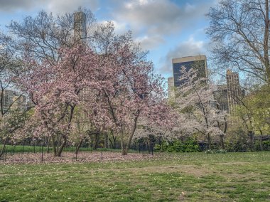 Central Park, New York Şehri