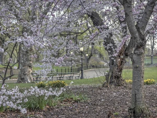 Central Park, New York Şehri
