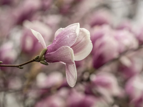 Magnolia soulangeana, дерево магнолии блюдца — стоковое фото