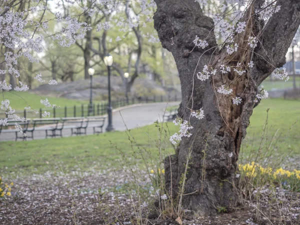 Central Park, Nova Iorque — Fotografia de Stock