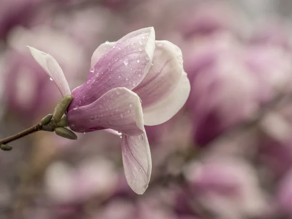 Magnolia soulangeana, platillo árbol de magnolia — Foto de Stock
