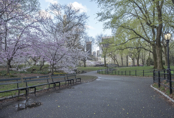 Central Park, New York City in early spring wet after rain