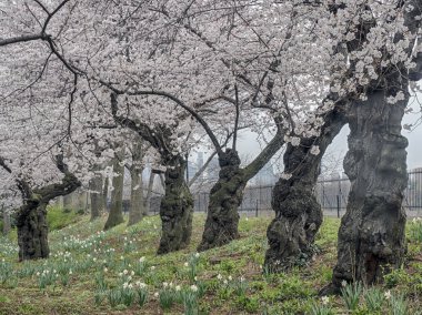 Elma ağacı - Malus ' mor Prens