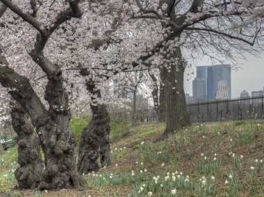 Elma ağacı - Malus ' mor Prens
