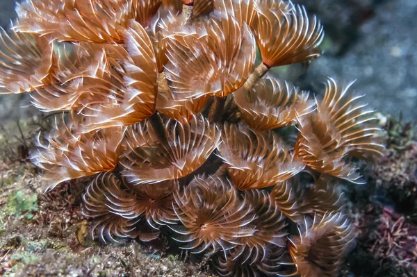 Social feather duster, Bispira brunnea — Stock Photo, Image