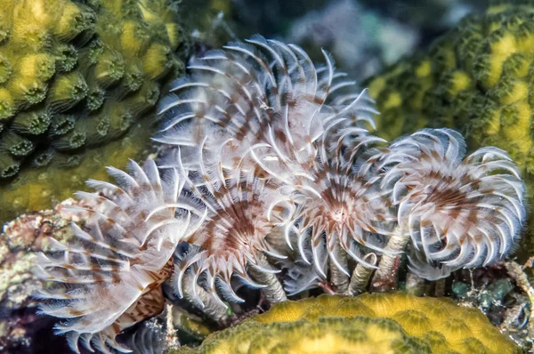 Social feather duster, Bispira brunnea — Stock Photo, Image