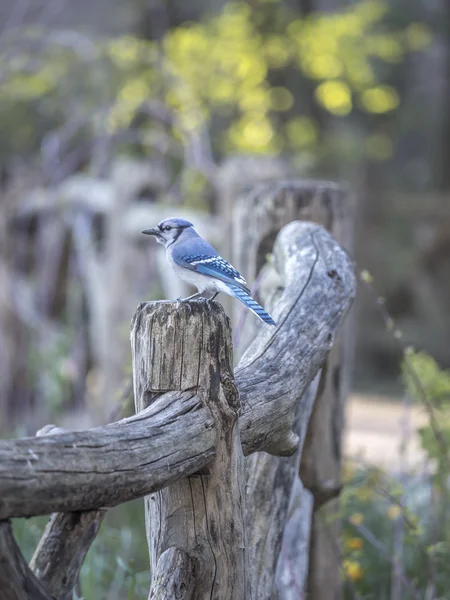 Blå nötskrika Cyanocitta cristata — Stockfoto