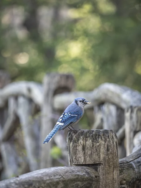 Mermelada azul Cyanocitta cristata —  Fotos de Stock