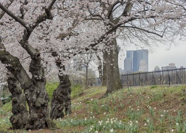 Elma ağacı - Malus ' mor Prens