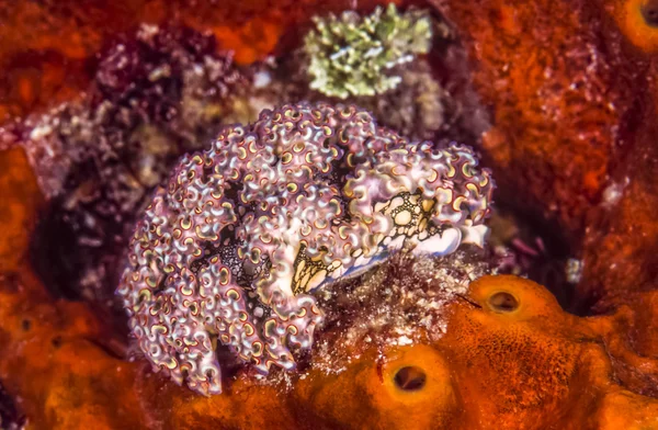 Elysia crispata, salát sea slug, — Stock fotografie