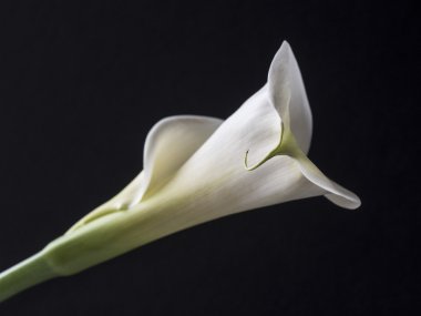 Zantedeschia aethiopica, calla lily