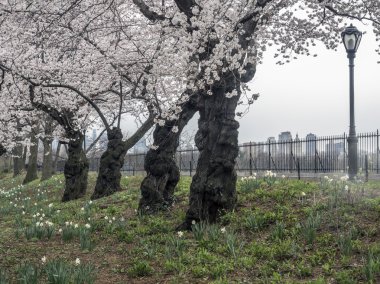 Kırmızı phalaenopsis orkide