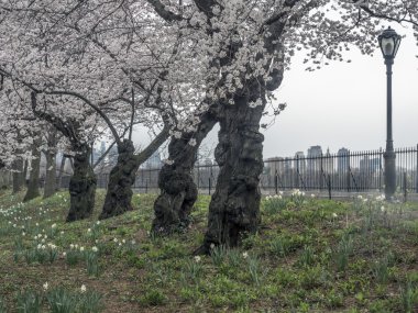 Kırmızı phalaenopsis orkide