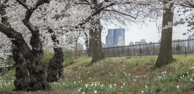 Kırmızı phalaenopsis orkide