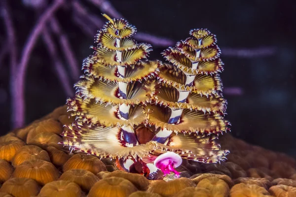 Spirobranchus giganteus, julgransmaskar — Stockfoto