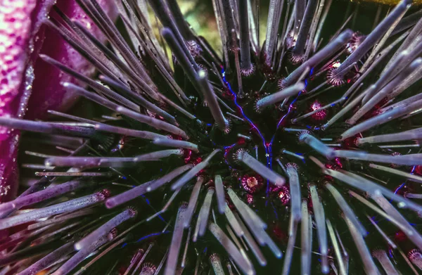 Sea Urchid on reef — Stock Photo, Image